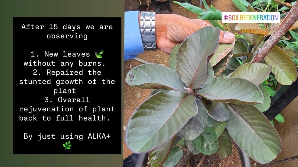 Lab results of products tested in lab, with guava plant. Valkkai.org