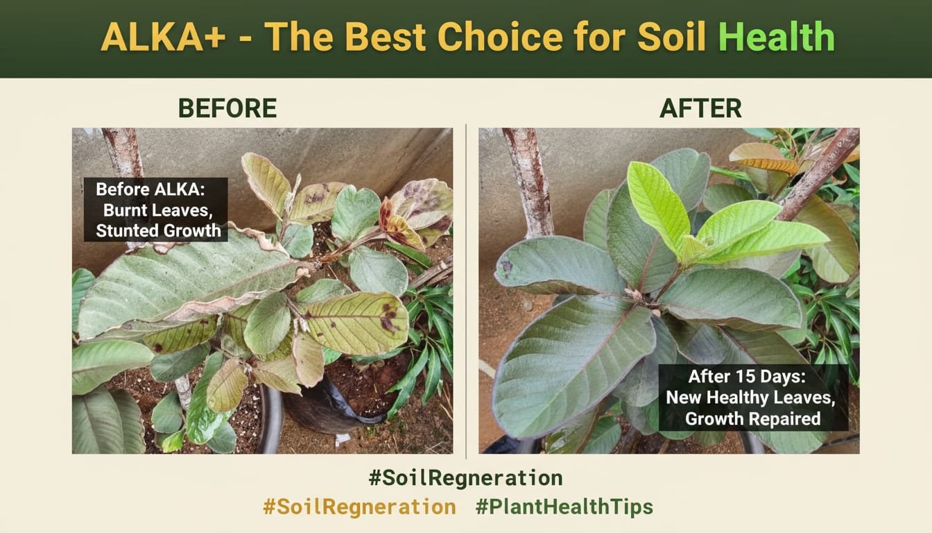 Lab Results using Alka Plus, a product of Valkkai.org, in guava plants.